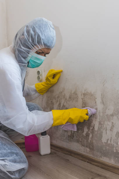 Best Commercial Mold Inspection  in Dover, AR