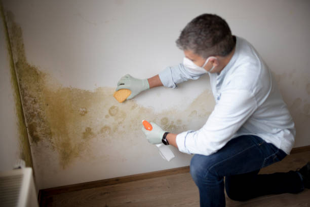 Best Mold Prevention Services  in Dover, AR