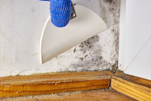 Best Mold Documentation for Insurance Claims  in Dover, AR