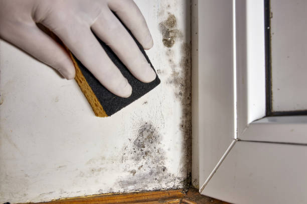 Best Air Quality Testing for Mold Spores  in Dover, AR